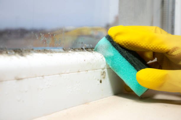 Best Residential Mold Removal  in USA